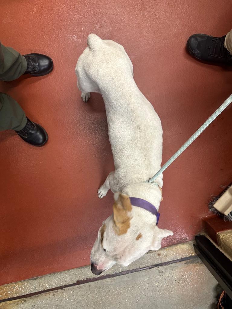 Enlarge Blanca, a Adoptable mixed breed in Douglasville, GA image 3/6