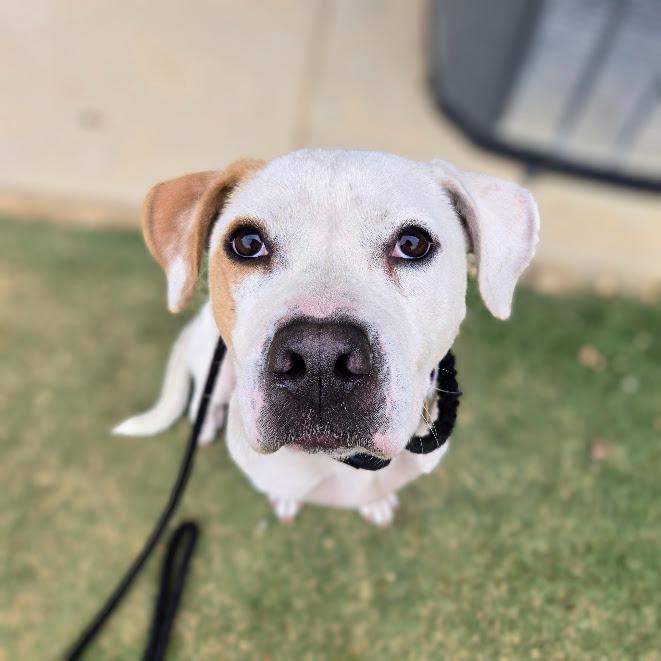 Enlarge Blanca, a Adoptable mixed breed in Douglasville, GA image 4/6
