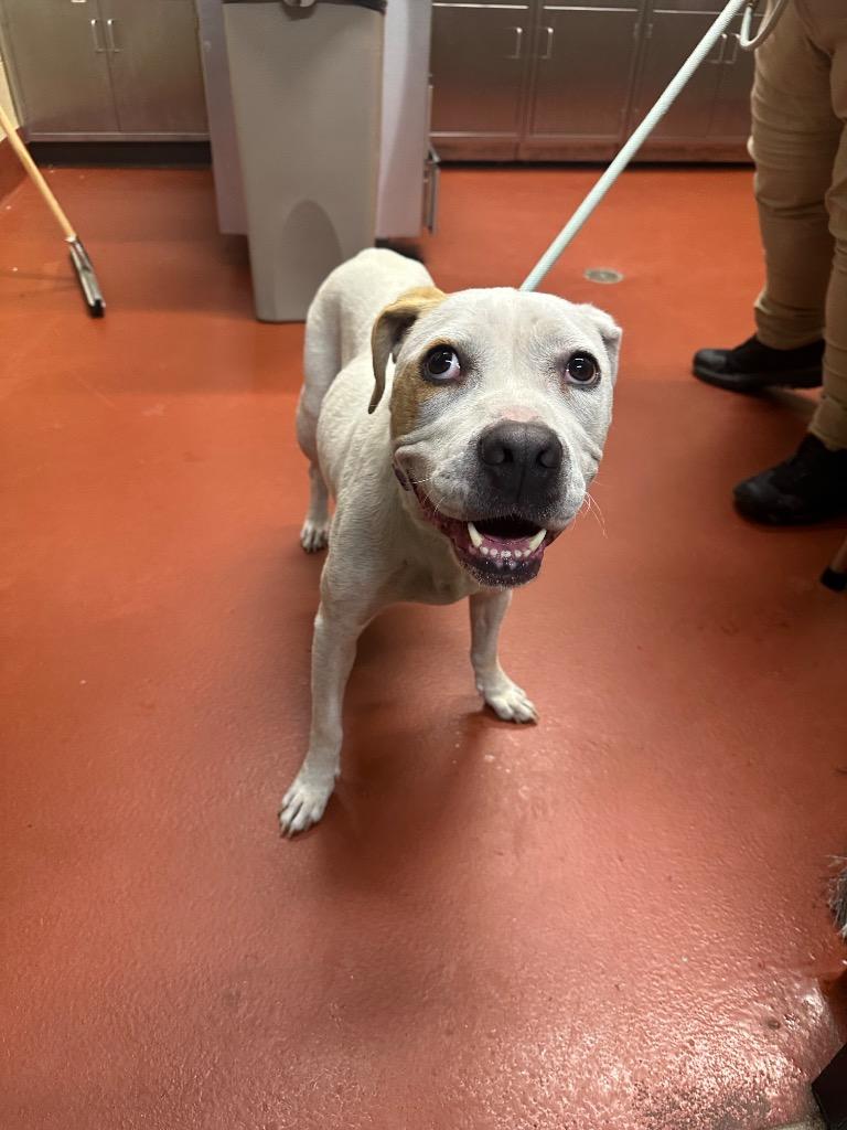 Enlarge Blanca, a Adoptable mixed breed in Douglasville, GA image 6/6