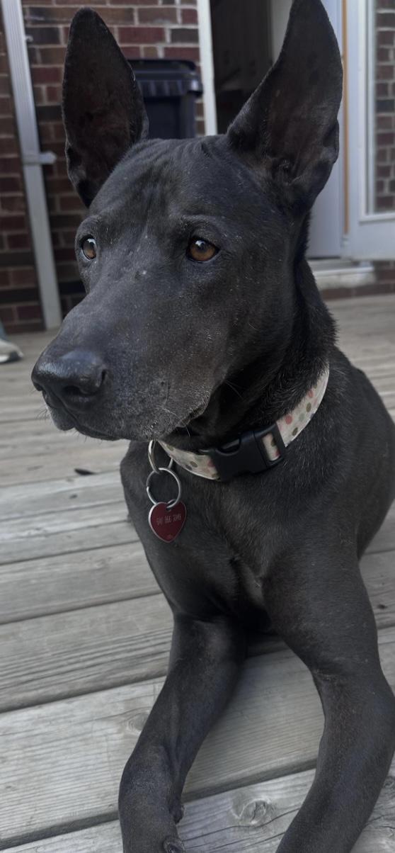BRUNO