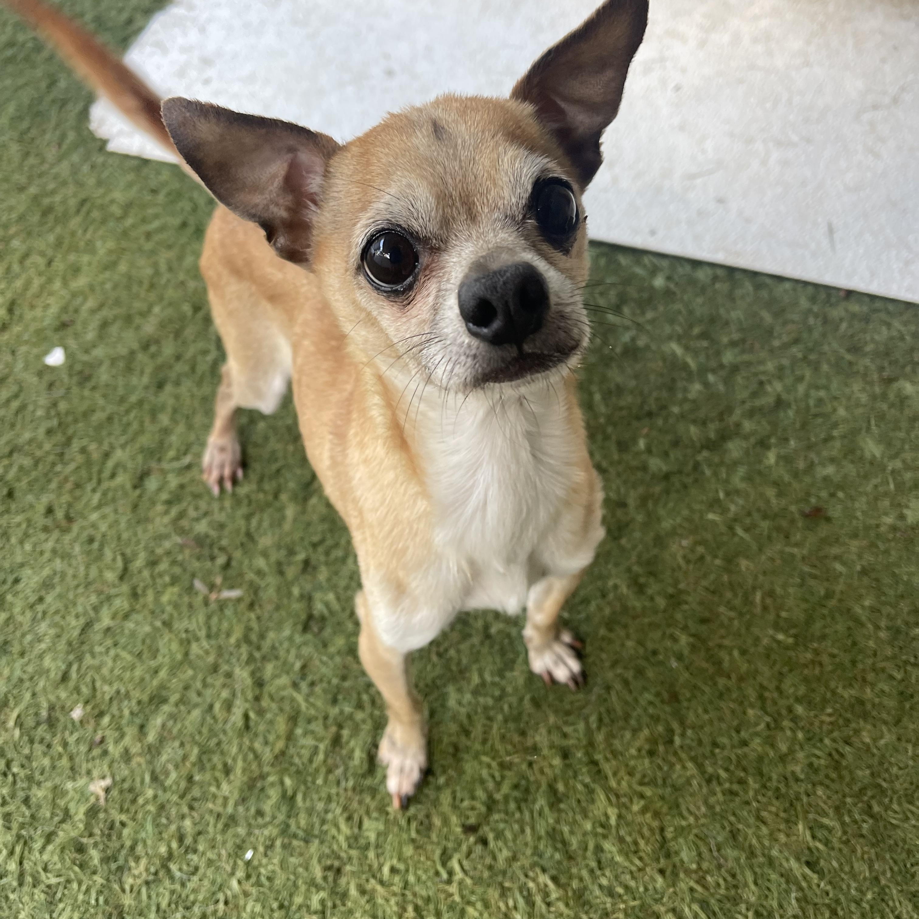 Enlarge Pippin, an adopted Chihuahua in Baton Rouge, LA image 6/6