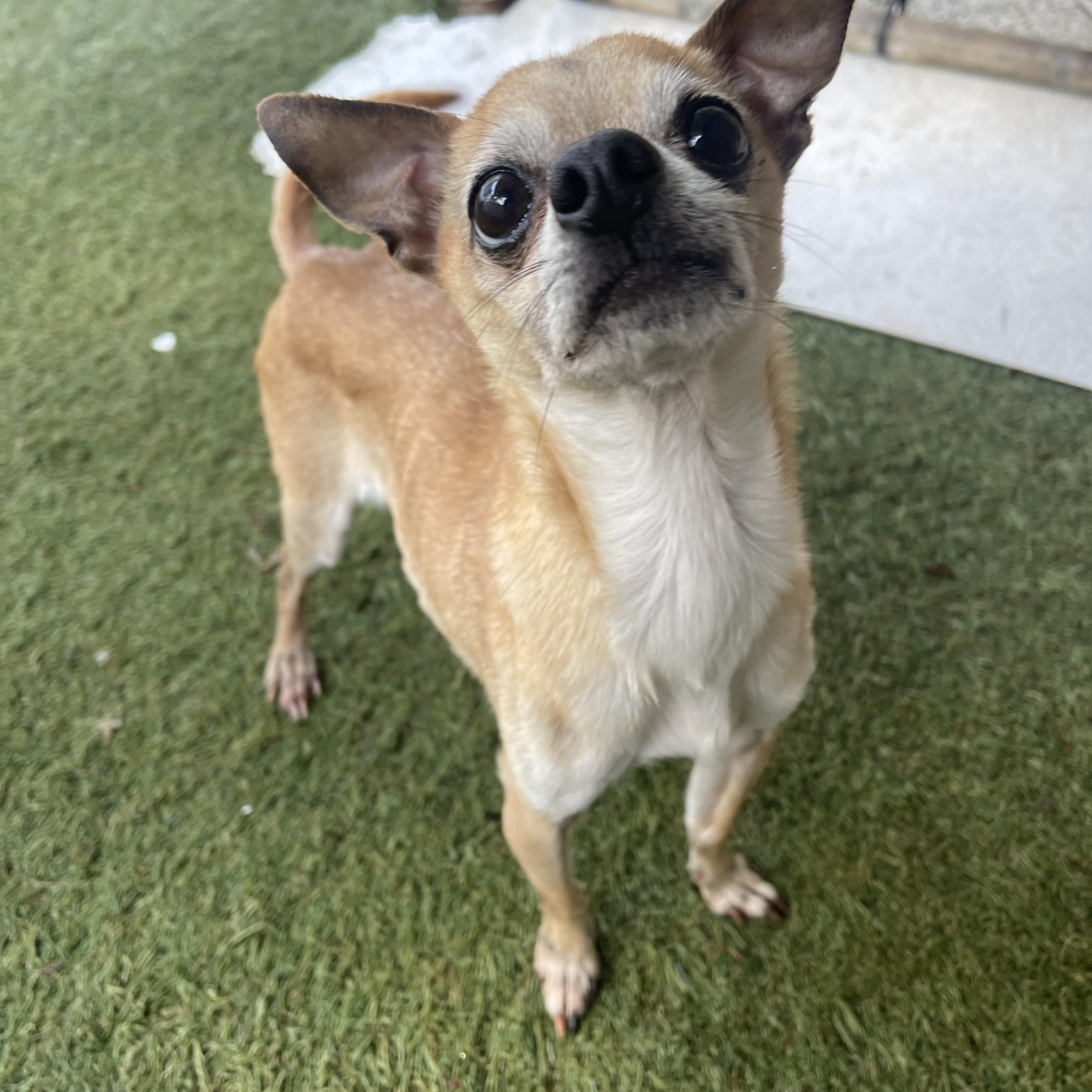 Enlarge Pippin, an adopted Chihuahua in Baton Rouge, LA image 4/6