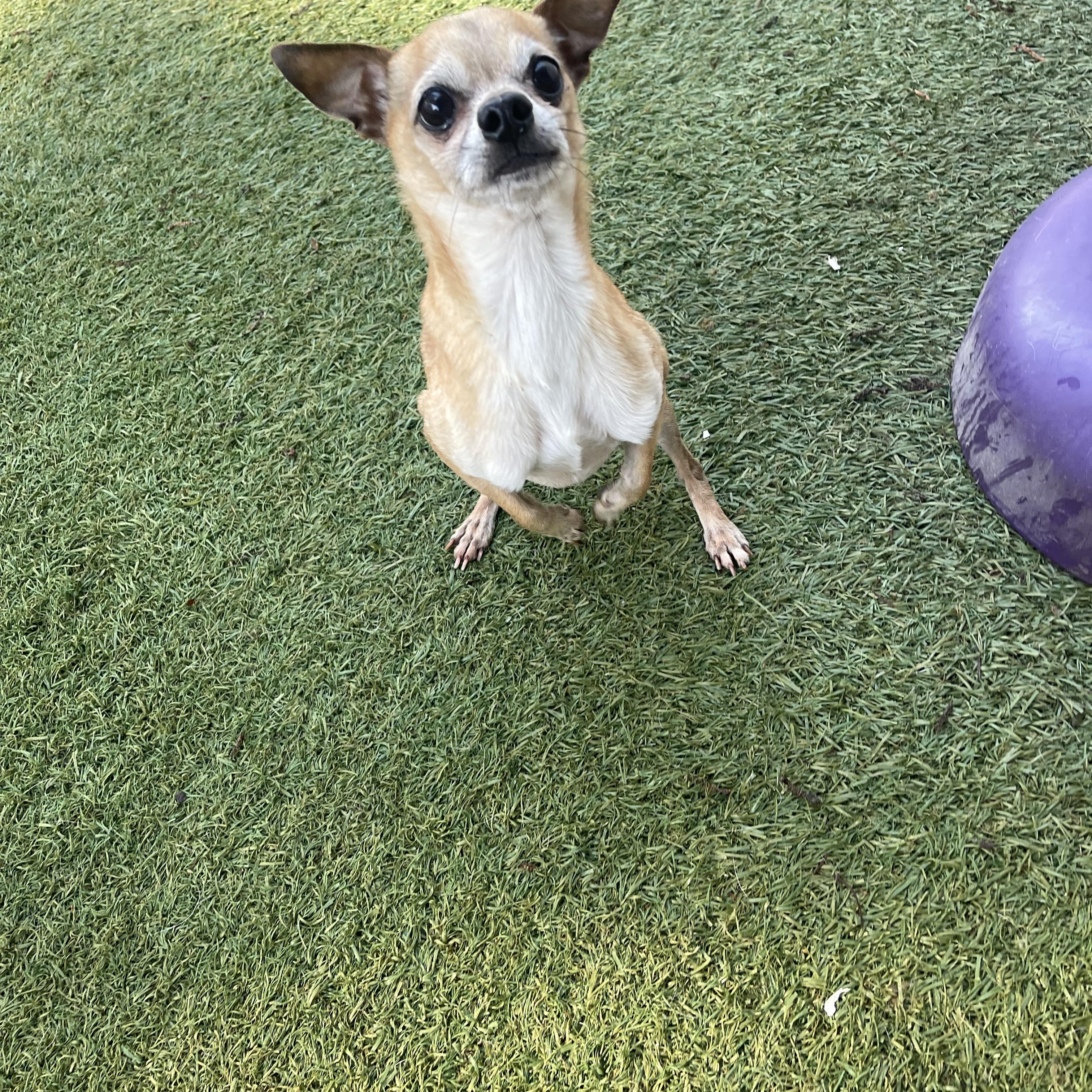 Enlarge Pippin, an adopted Chihuahua in Baton Rouge, LA image 2/6