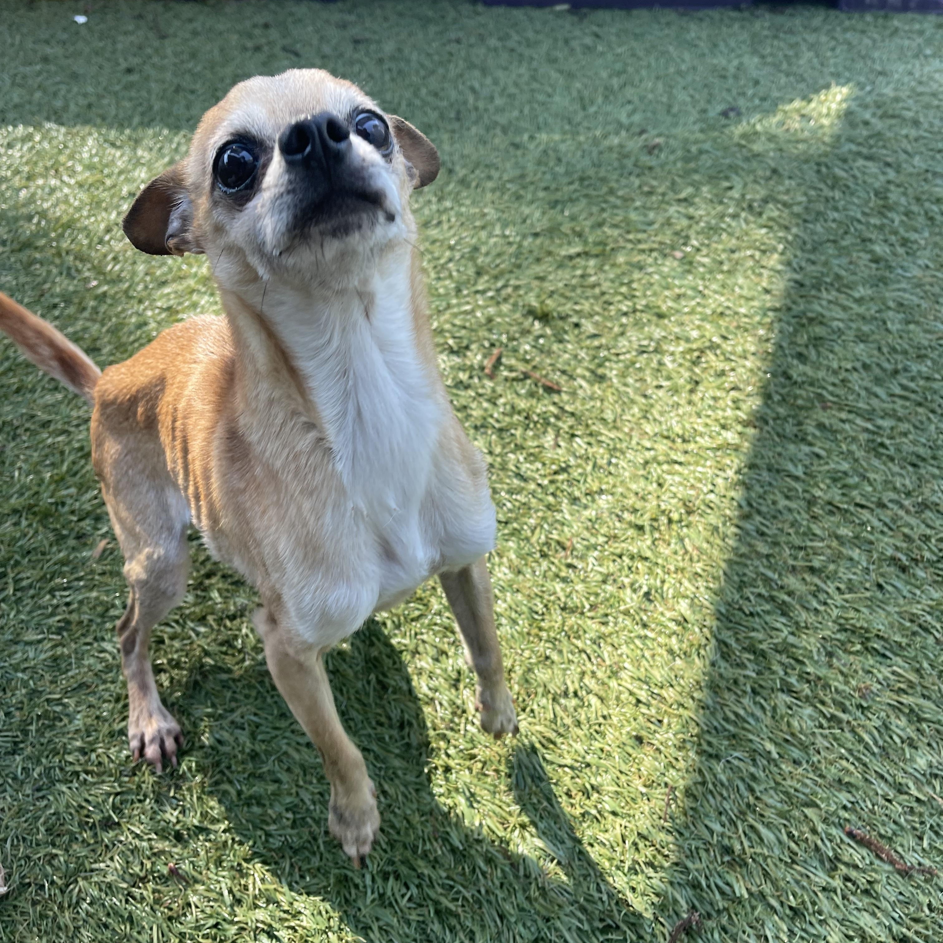 Enlarge Pippin, an adopted Chihuahua in Baton Rouge, LA image 5/6