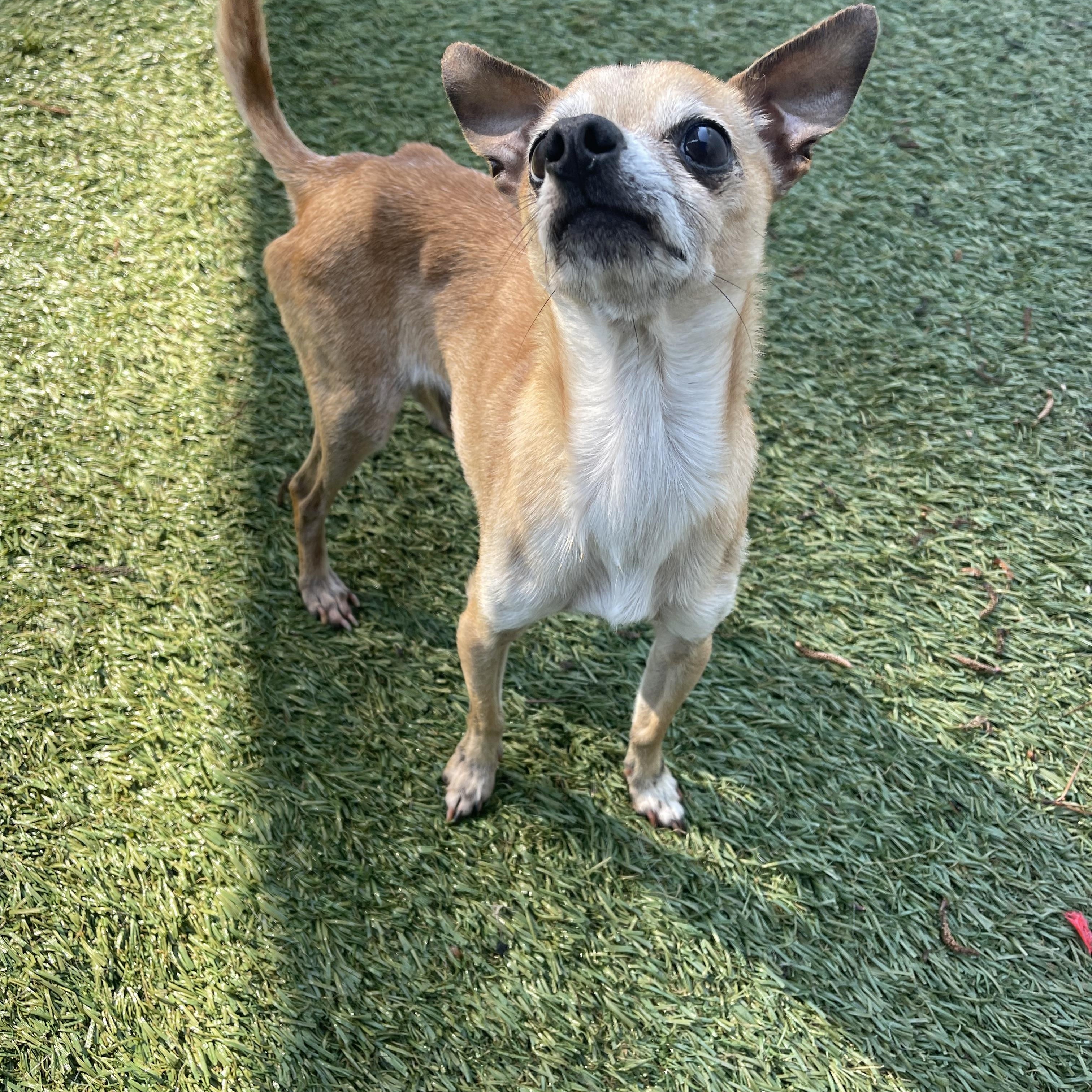 Enlarge Pippin, an adopted Chihuahua in Baton Rouge, LA image 3/6