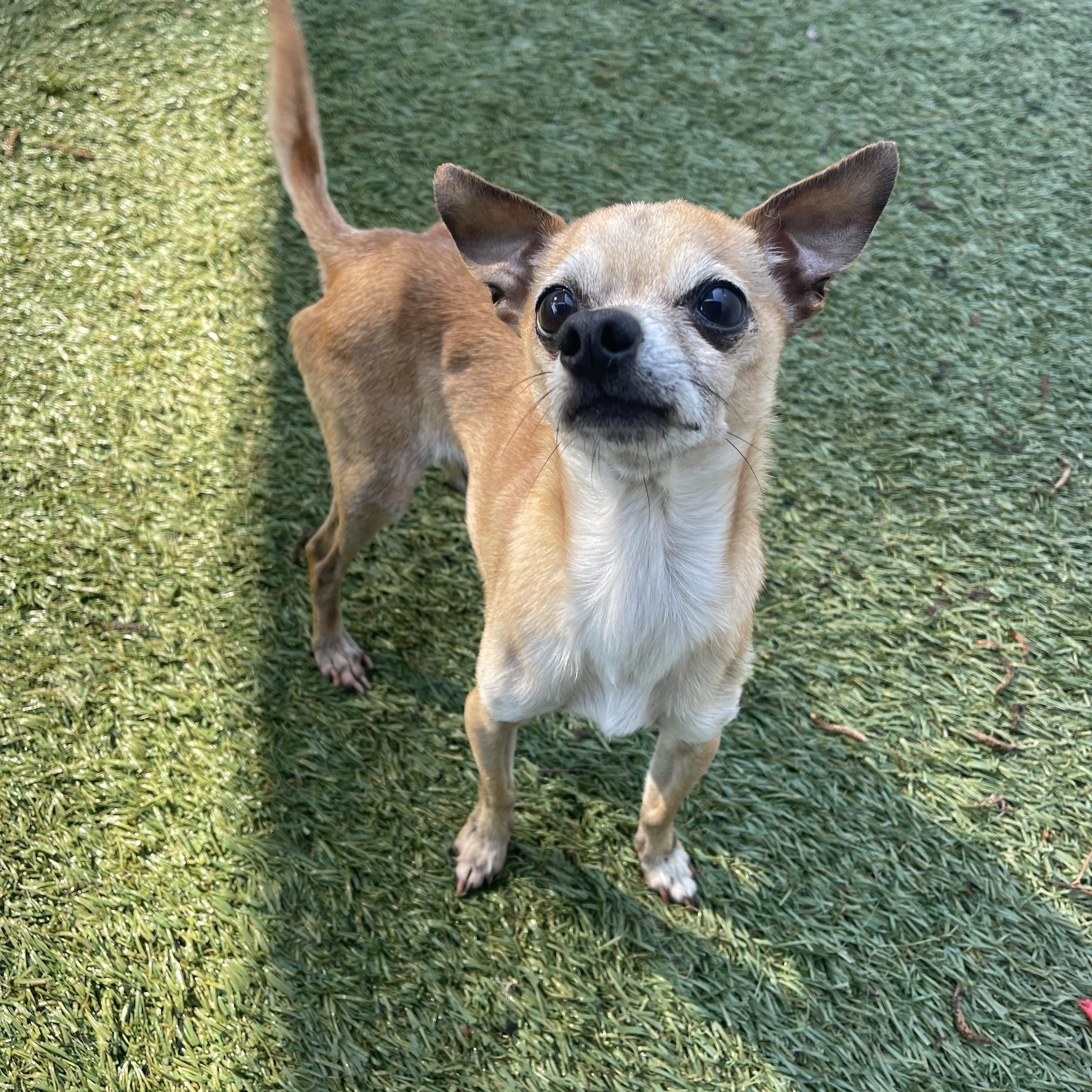 Pippin, adopted, Senior Male Chihuahua.