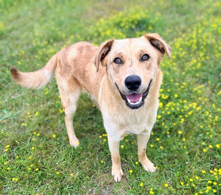 Enlarge Kaiser, a Adoptable mixed breed in Bryant, AR image 1/3