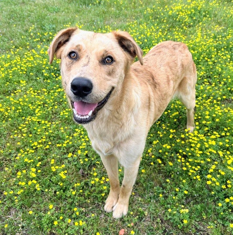 Enlarge Kaiser, a Adoptable mixed breed in Bryant, AR image 2/3