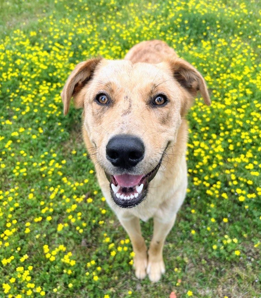 Enlarge Kaiser, a Adoptable mixed breed in Bryant, AR image 3/3