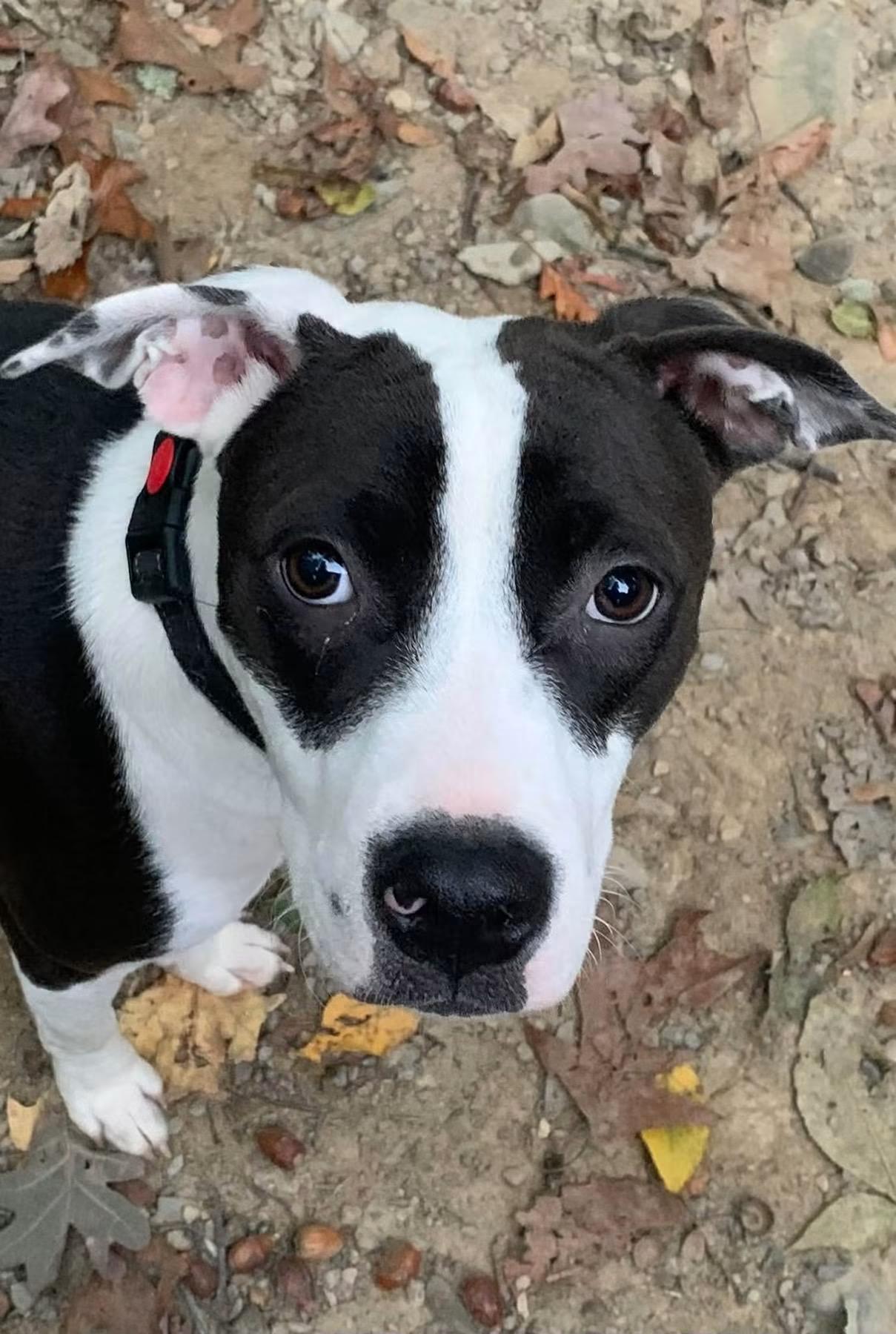 Enlarge Draco, a Adoptable Mixed Breed in Highland, NY image 1/2
