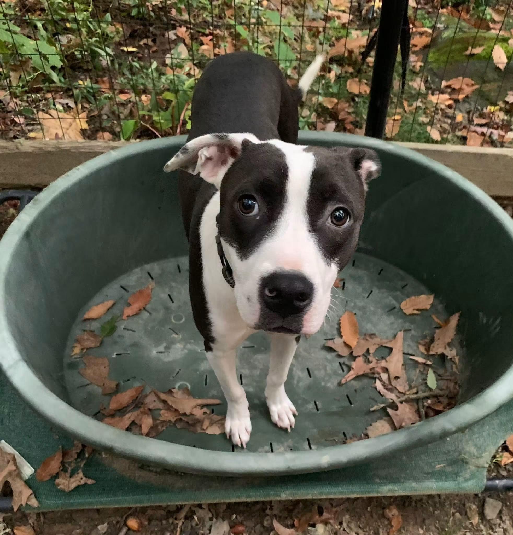 Enlarge Draco, a Adoptable Mixed Breed in Highland, NY image 2/2