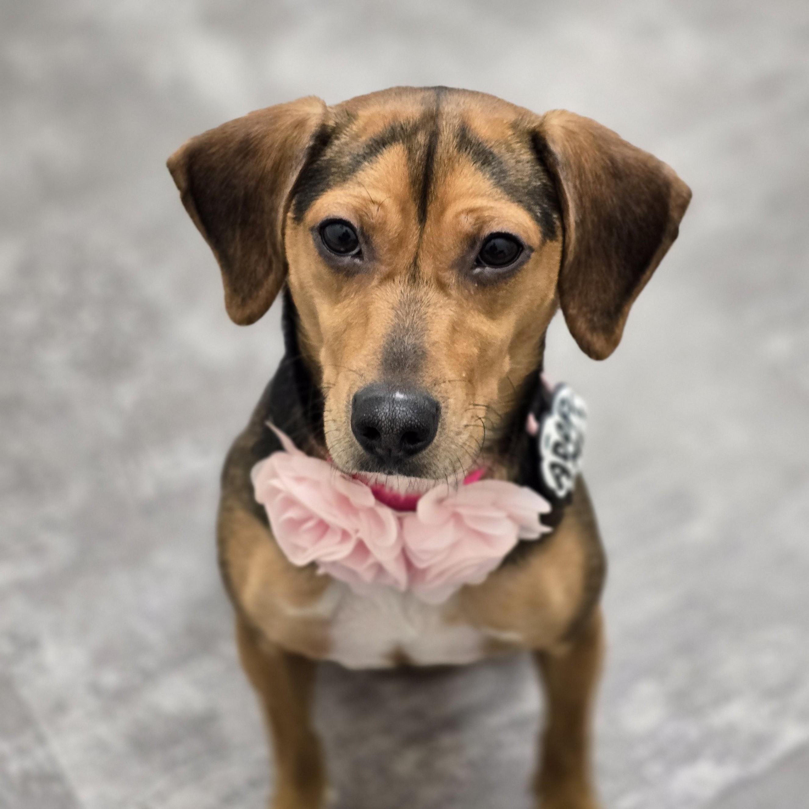 Enlarge Harlow, a ADOPTABLE mixed breed in Rock Hill, SC image 1/5