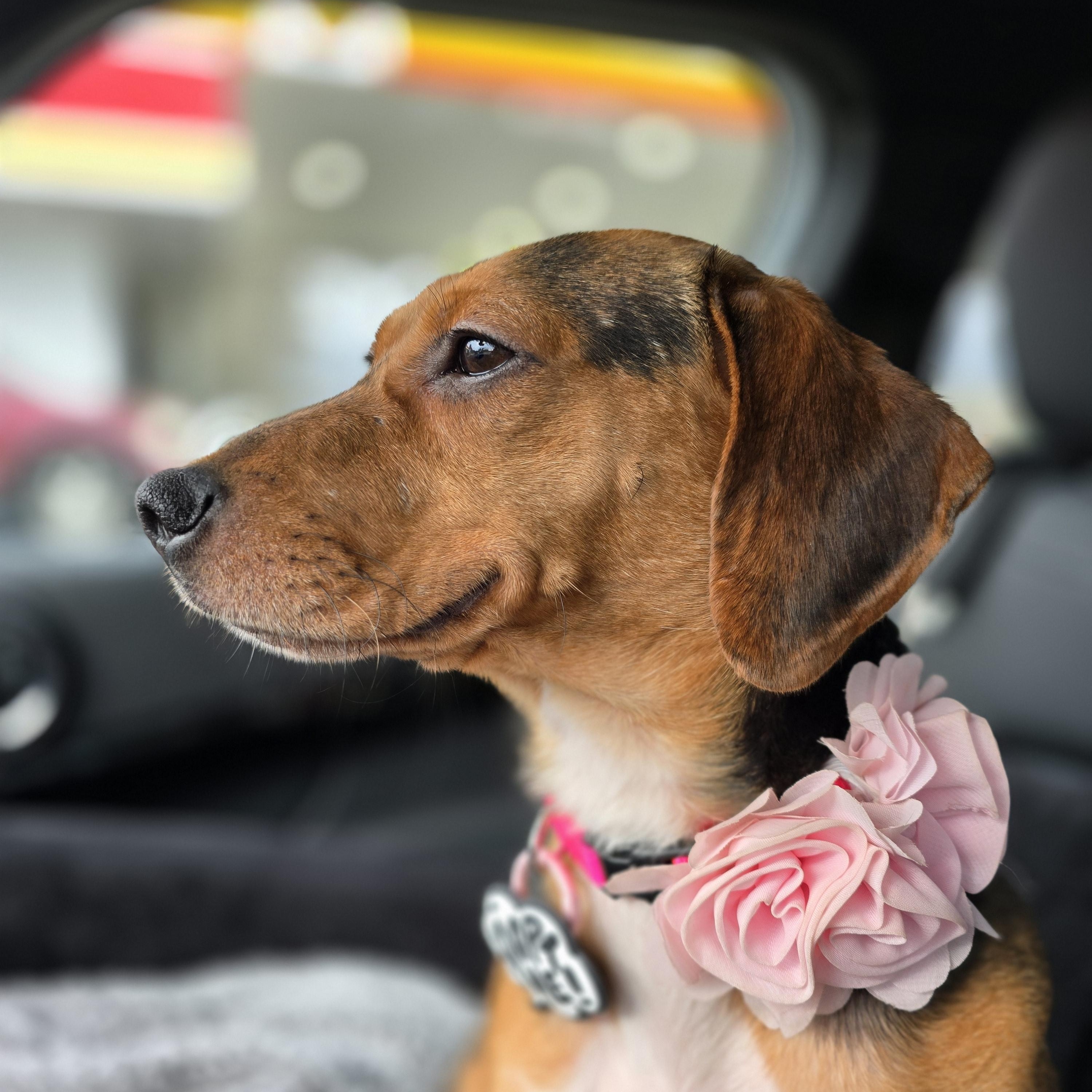 Enlarge Harlow, a ADOPTABLE mixed breed in Rock Hill, SC image 5/5