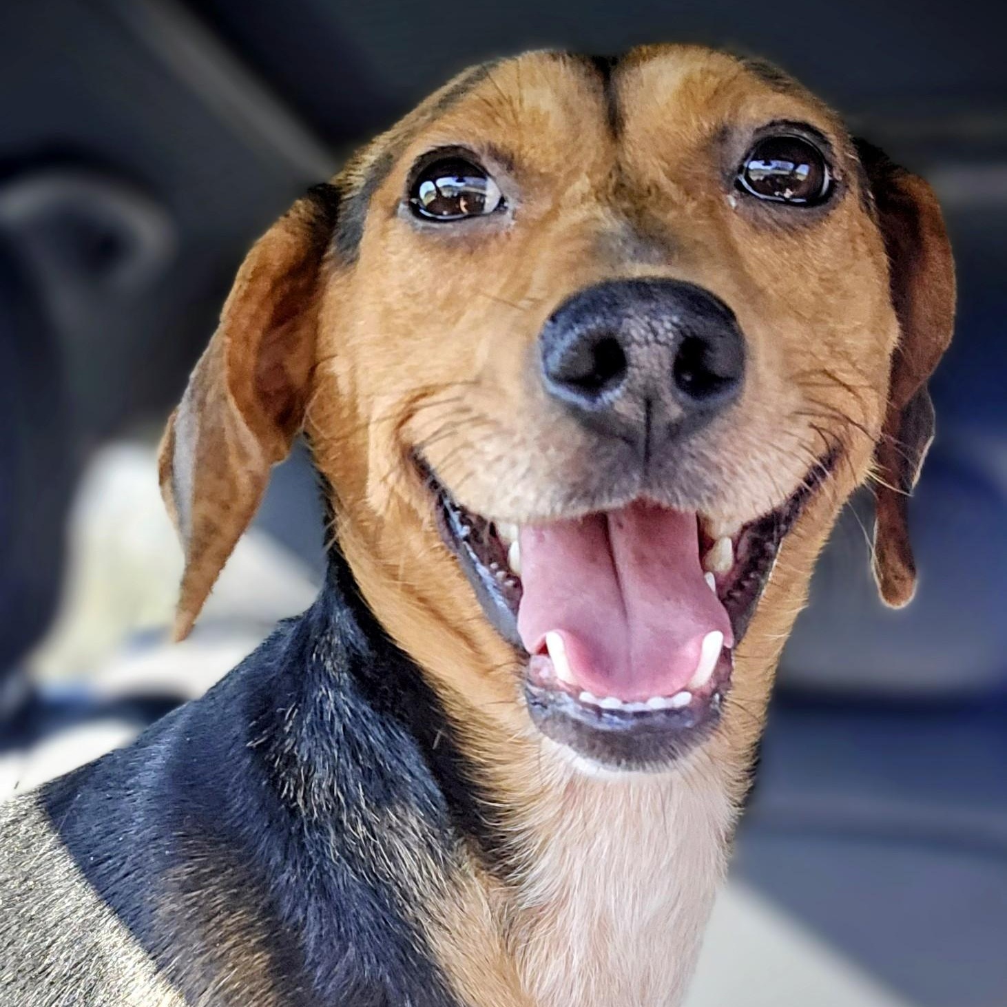 Enlarge Harlow, a ADOPTABLE mixed breed in Rock Hill, SC image 3/5