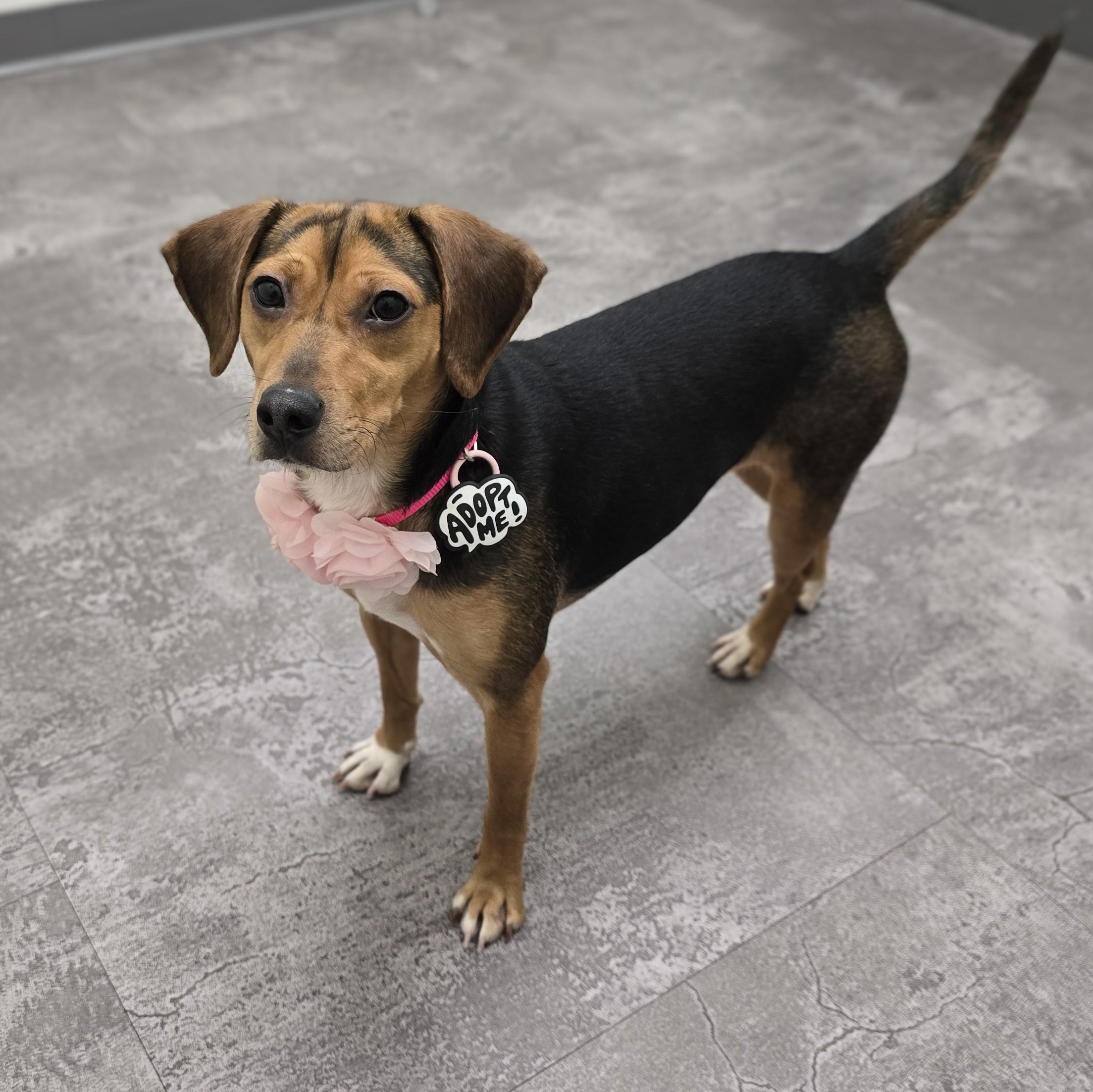 Enlarge Harlow, a ADOPTABLE mixed breed in Rock Hill, SC image 2/5