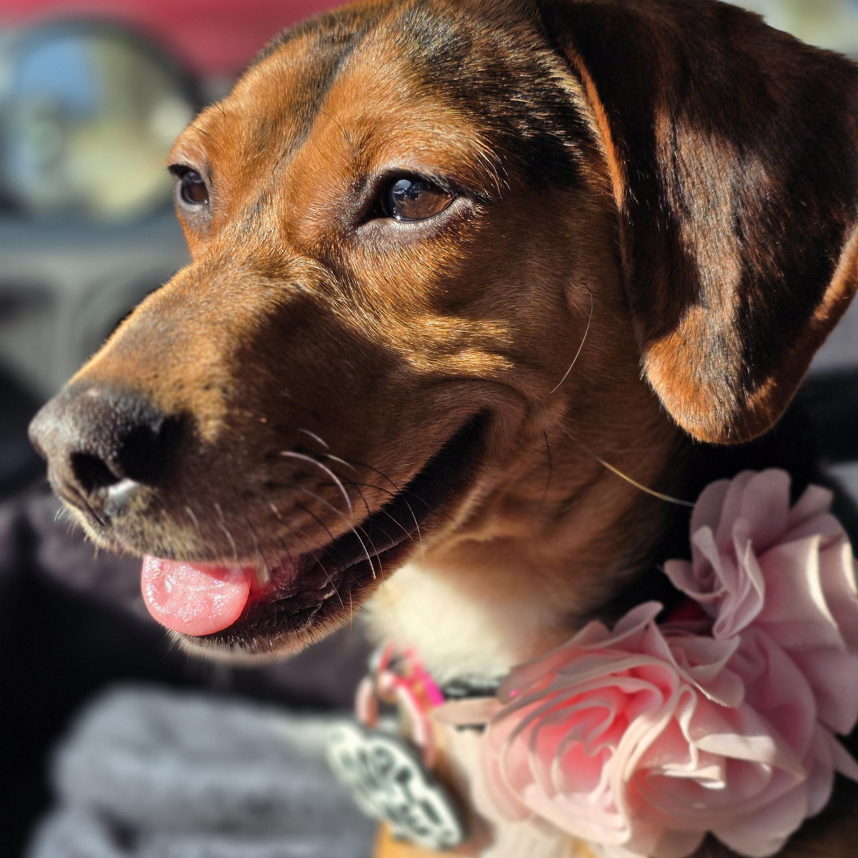 Enlarge Harlow, a ADOPTABLE mixed breed in Rock Hill, SC image 4/5