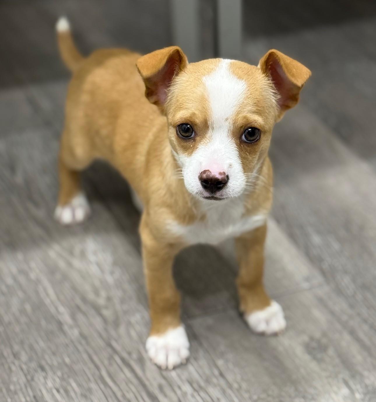 Gatsby, ADOPTABLE, Puppy Male Terrier & Corgi.