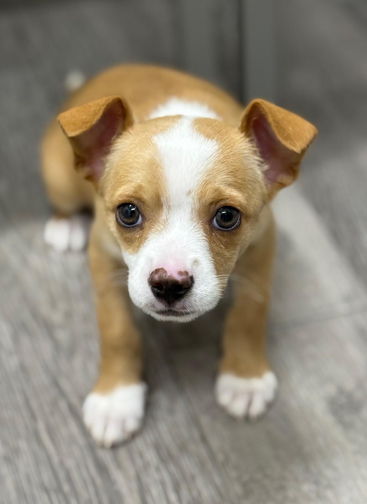 Enlarge Gatsby, a ADOPTABLE mixed breed in Los Alamitos, CA image 4/6