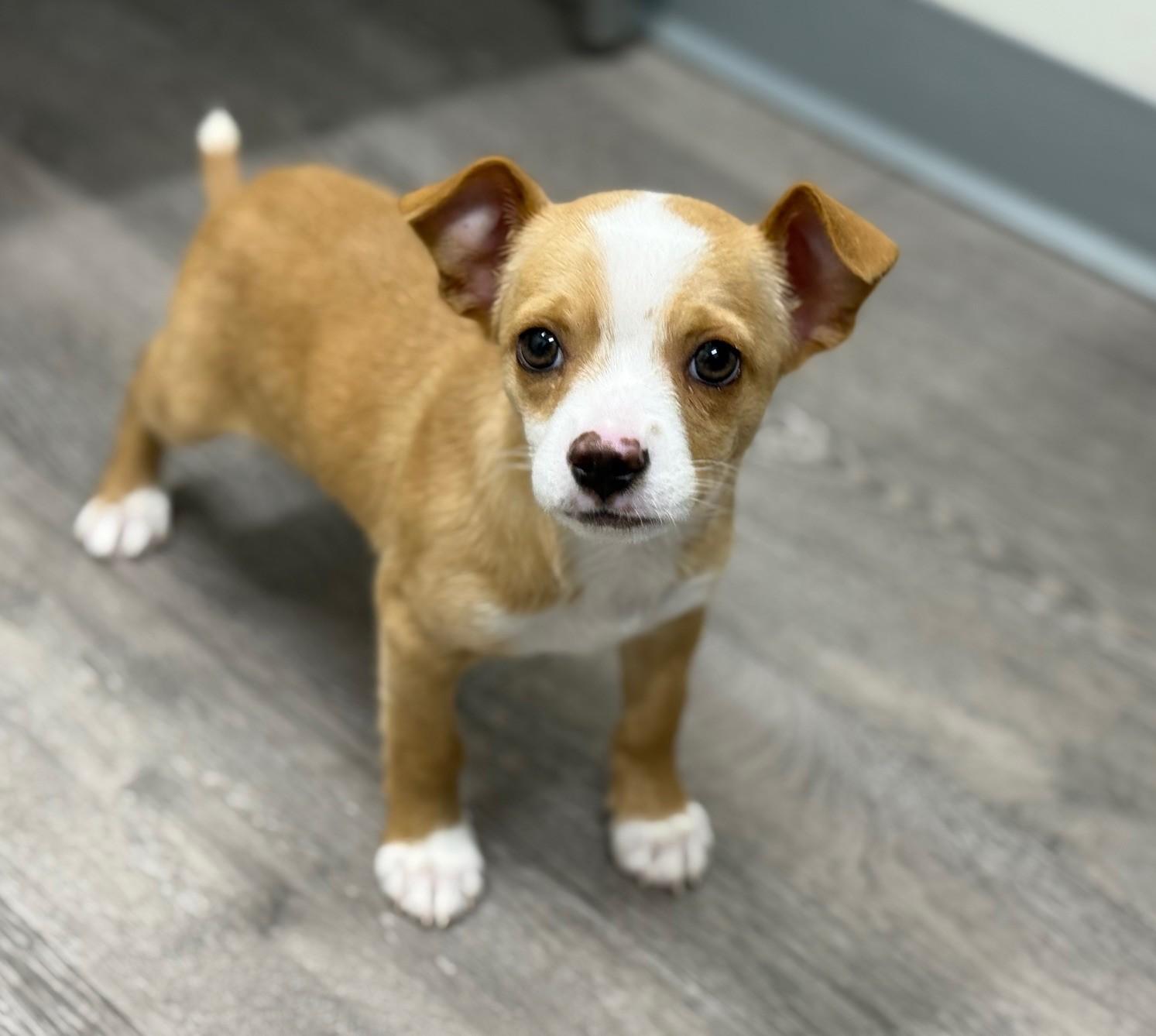 Enlarge Gatsby, a ADOPTABLE mixed breed in Los Alamitos, CA image 2/6