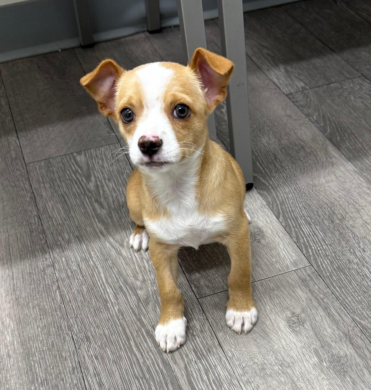 Enlarge Gatsby, a ADOPTABLE mixed breed in Los Alamitos, CA image 5/6