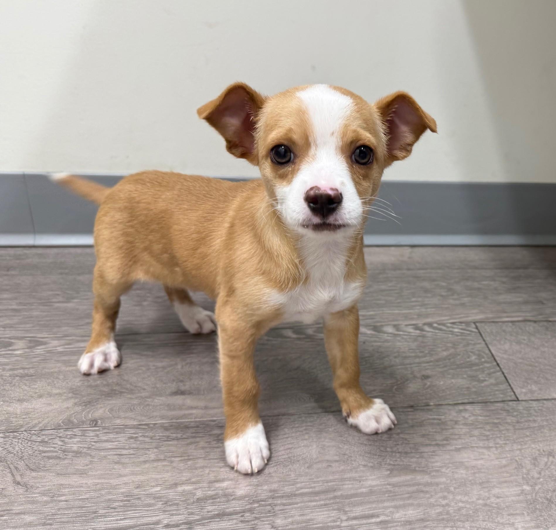 Enlarge Gatsby, a ADOPTABLE mixed breed in Los Alamitos, CA image 3/6