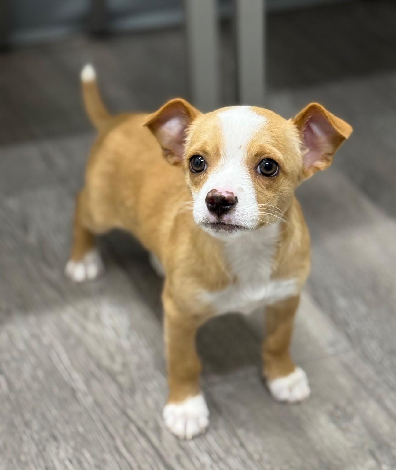 Enlarge Gatsby, a ADOPTABLE mixed breed in Los Alamitos, CA image 6/6