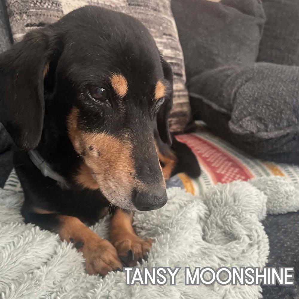 Tansy Moonshine, Adopted, Senior Female Dachshund.