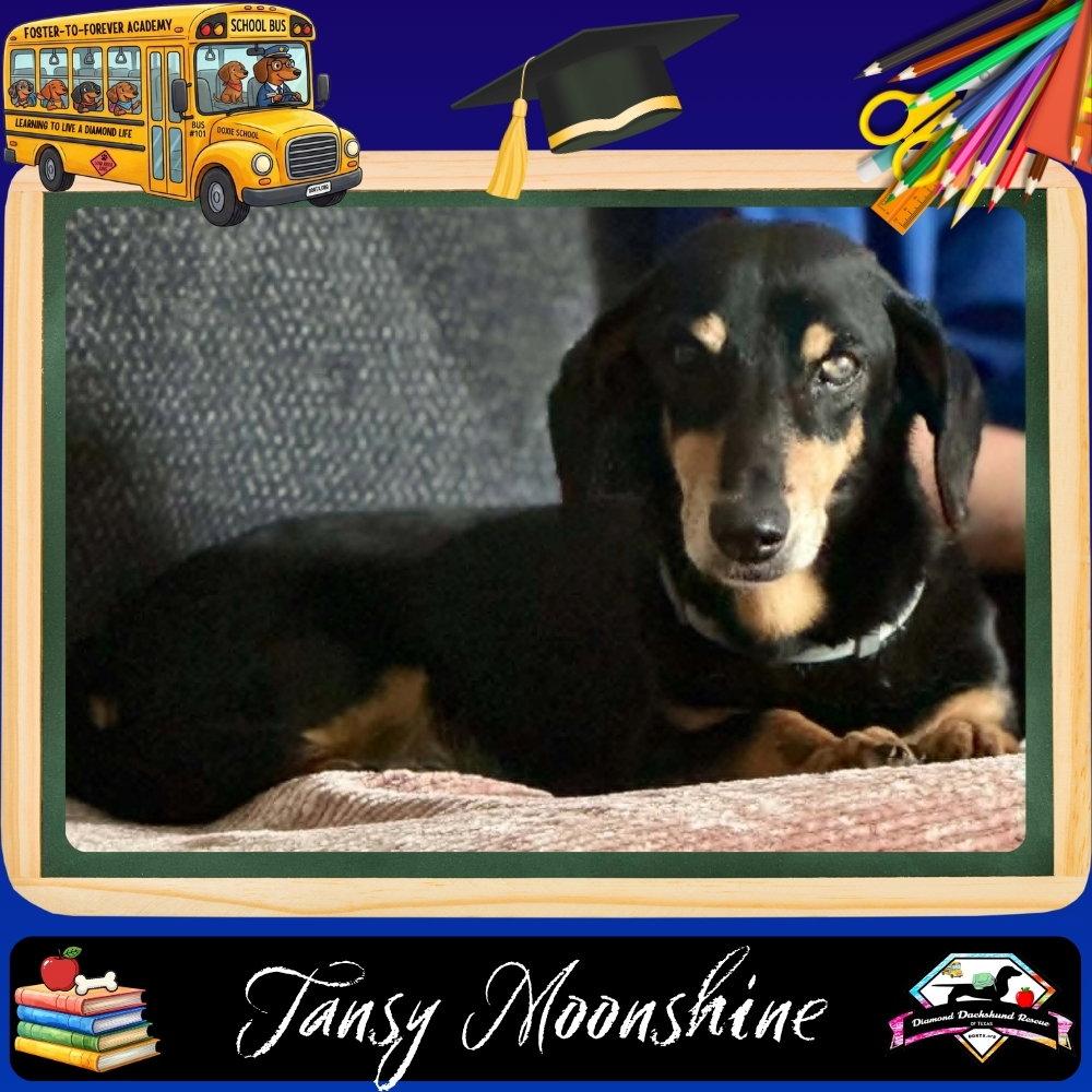 Tansy Moonshine, a Adopted Dachshund in San Antonio, TX image 2/3