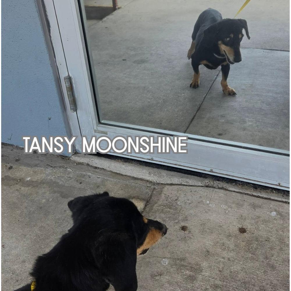 Tansy Moonshine, a Adopted Dachshund in San Antonio, TX image 3/3