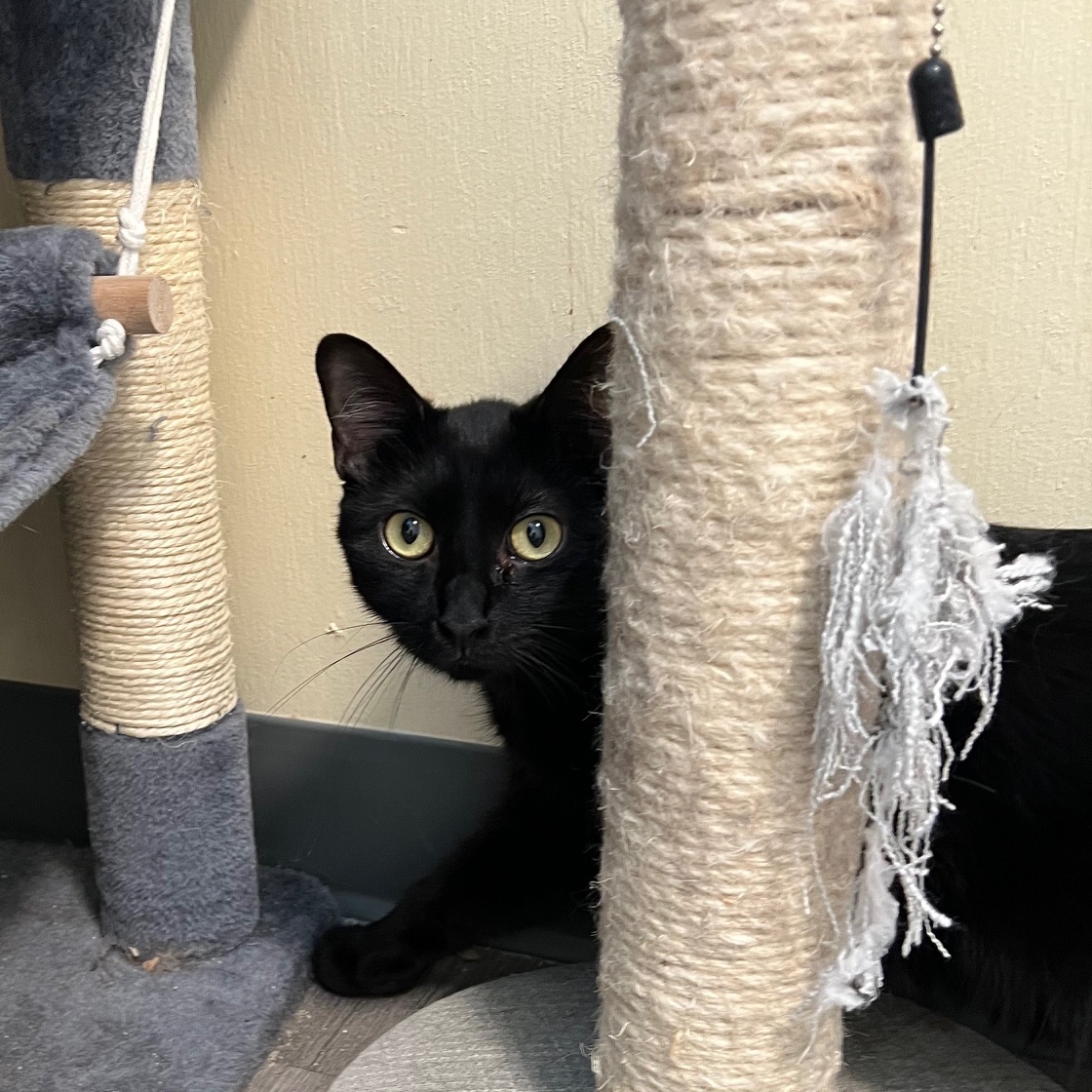 Rory the Void, a Adoptable Domestic Short Hair in Kankakee, IL image 3/5