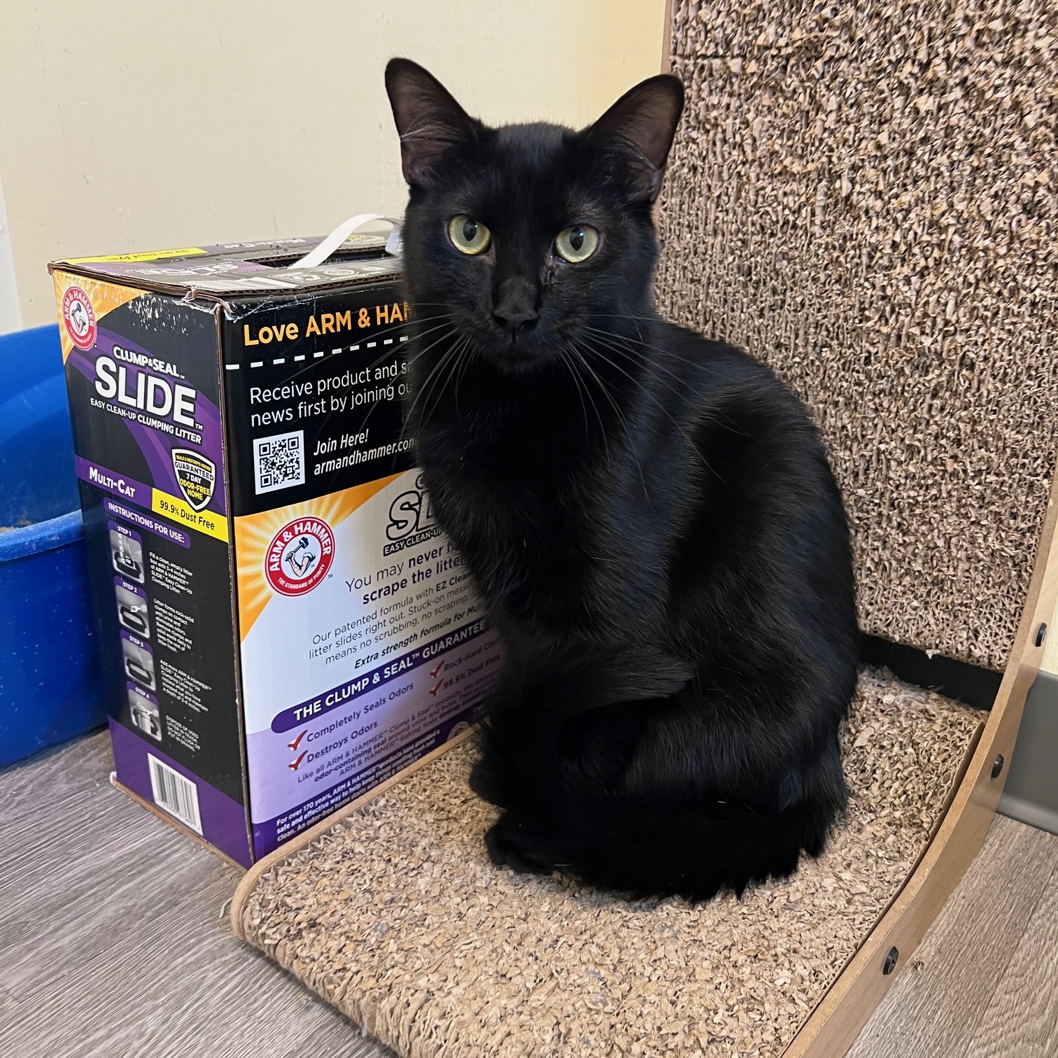 Rory the Void, a Adoptable Domestic Short Hair in Kankakee, IL image 4/5