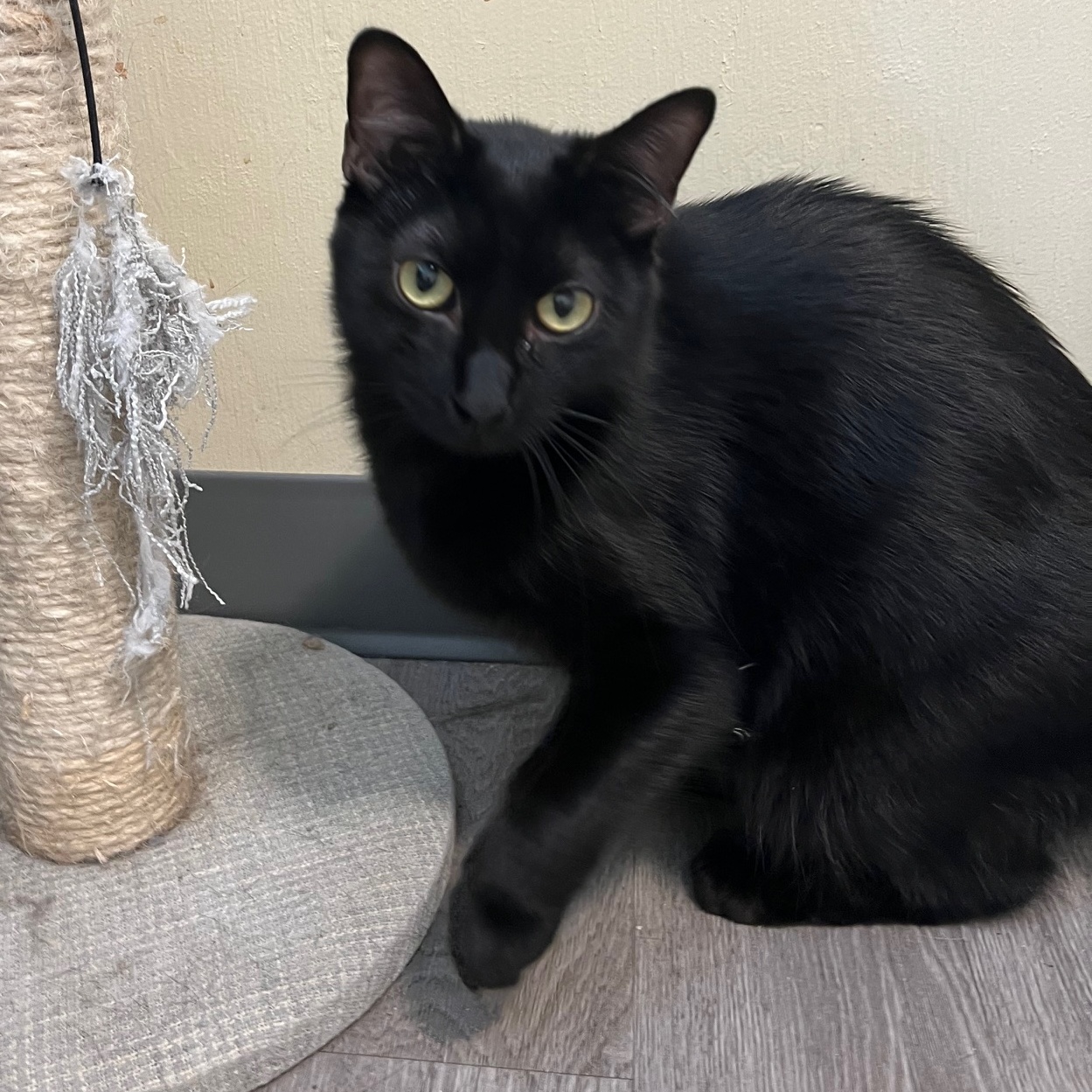 Rory the Void, a Adoptable Domestic Short Hair in Kankakee, IL image 5/5