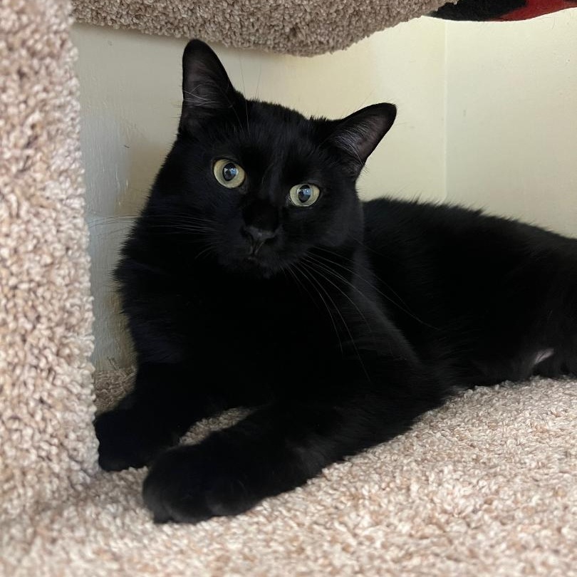 Rory the Void, a Adoptable Domestic Short Hair in Kankakee, IL image 1/5
