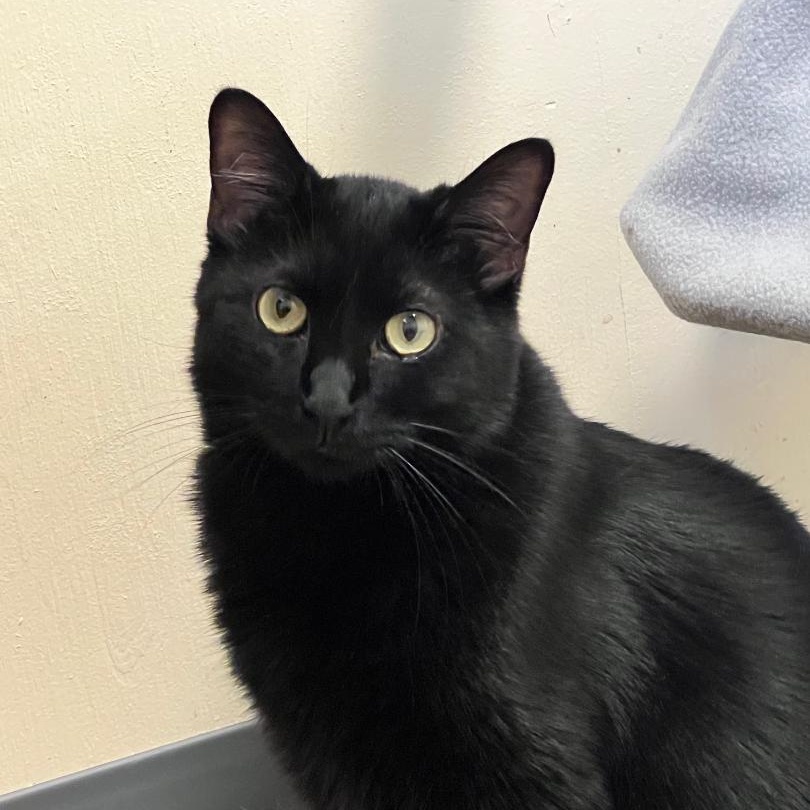 Rory the Void, a Adoptable Domestic Short Hair in Kankakee, IL image 2/5