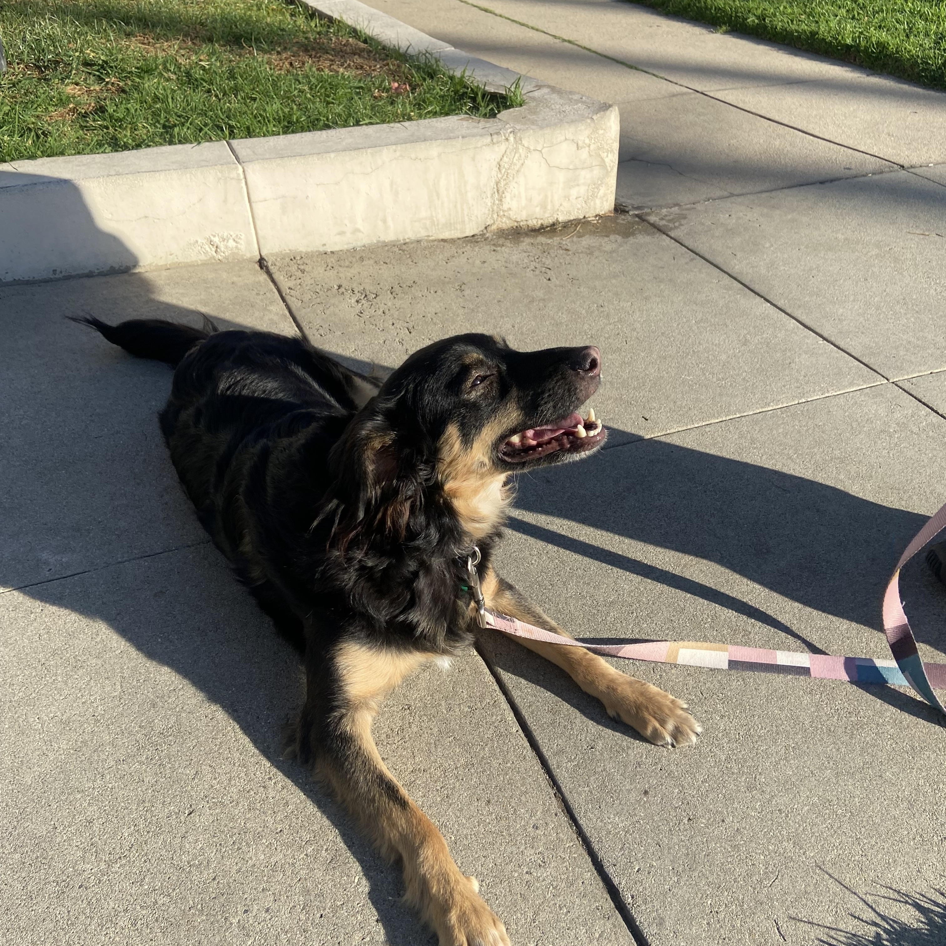 Enlarge Carol, a ADOPTABLE Collie in Los Angeles, CA image 3/4