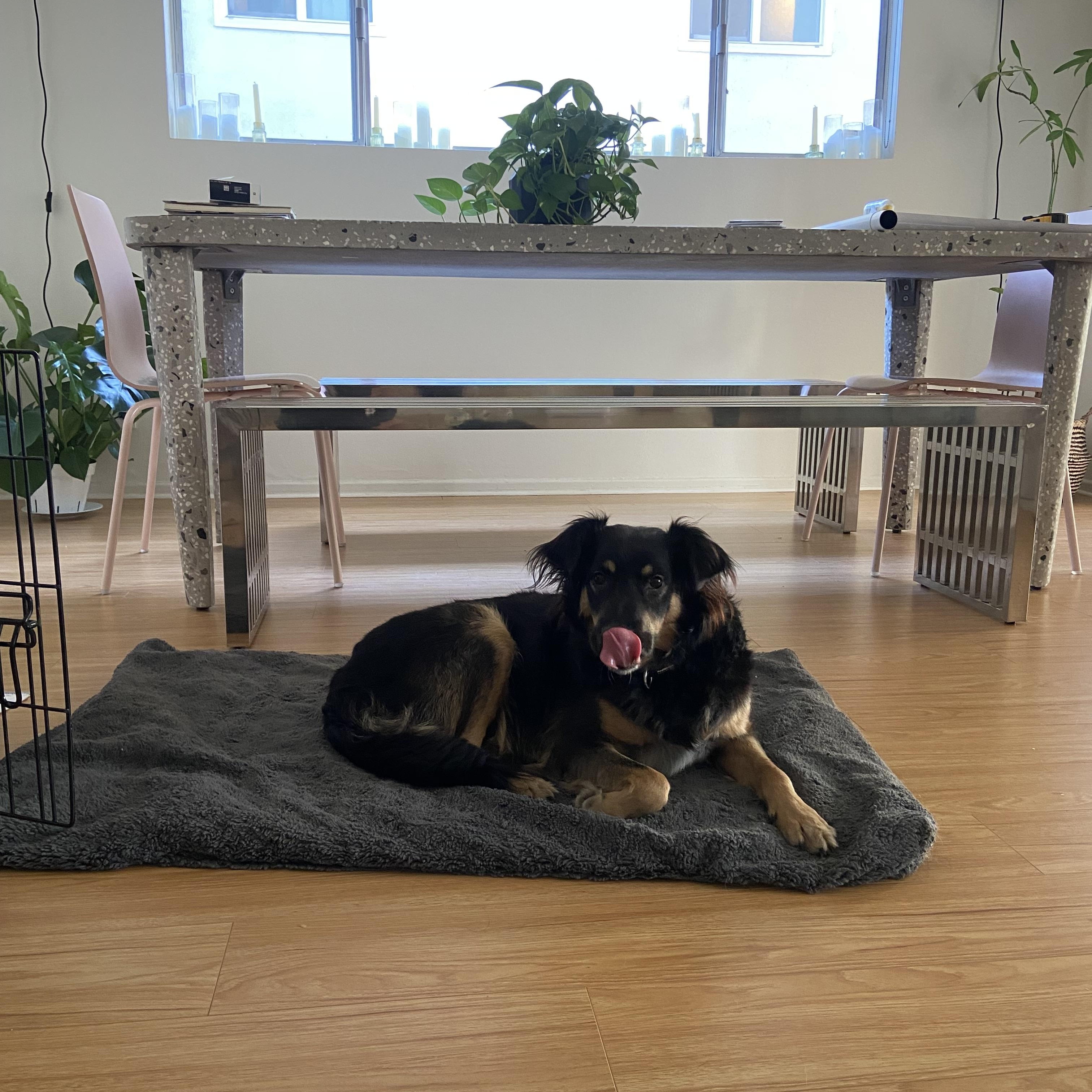 Carol, ADOPTABLE, Adult Female Collie.