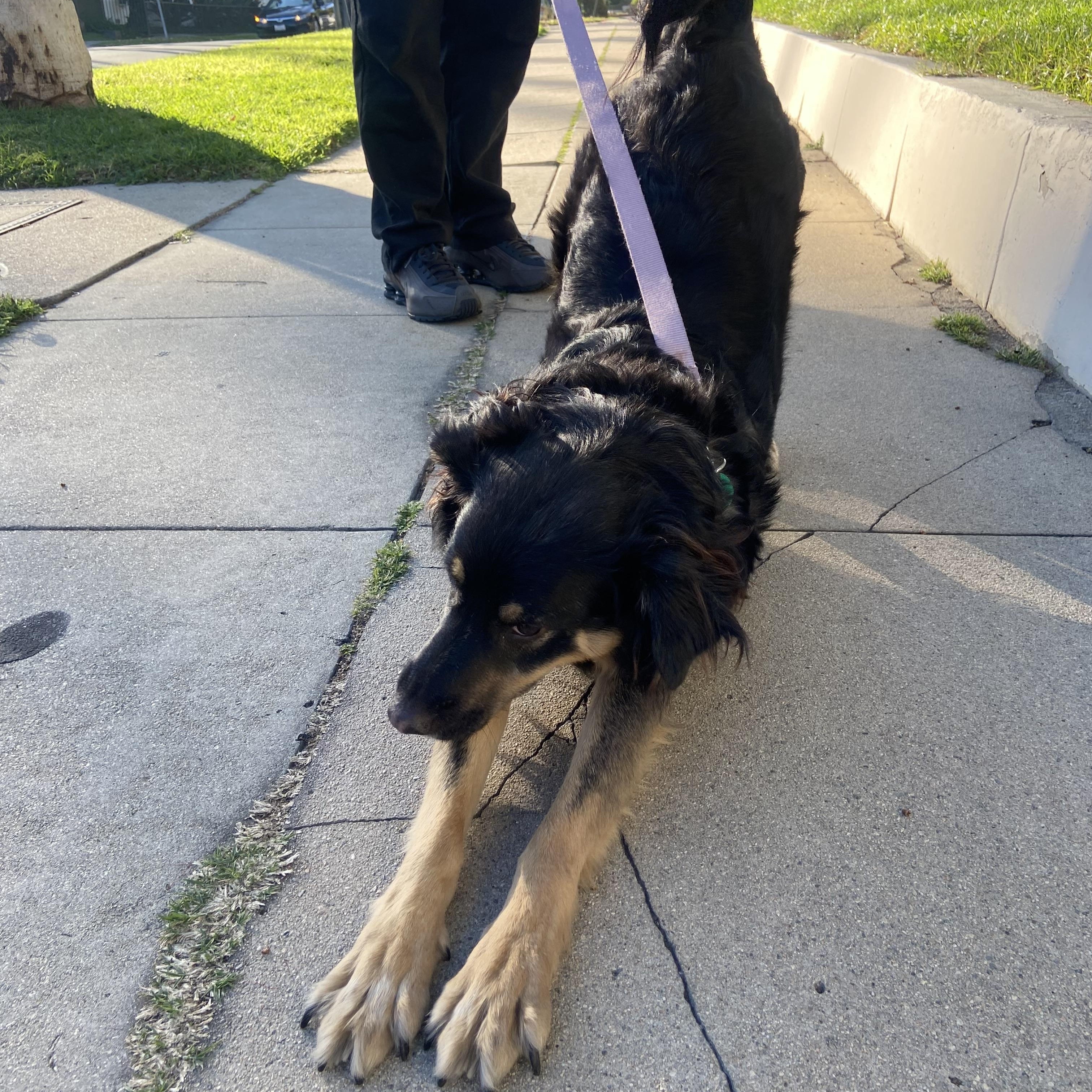 Enlarge Carol, a ADOPTABLE Collie in Los Angeles, CA image 4/4