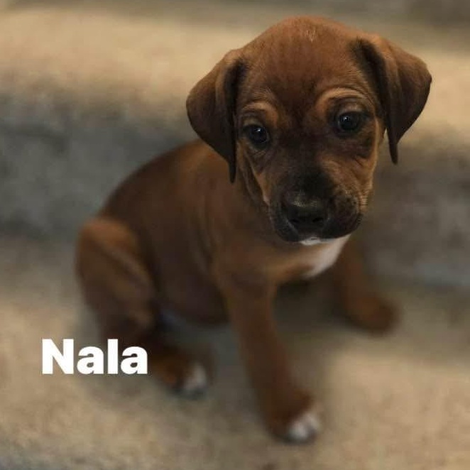 Nala, Adoptable, Puppy Female Boxer.