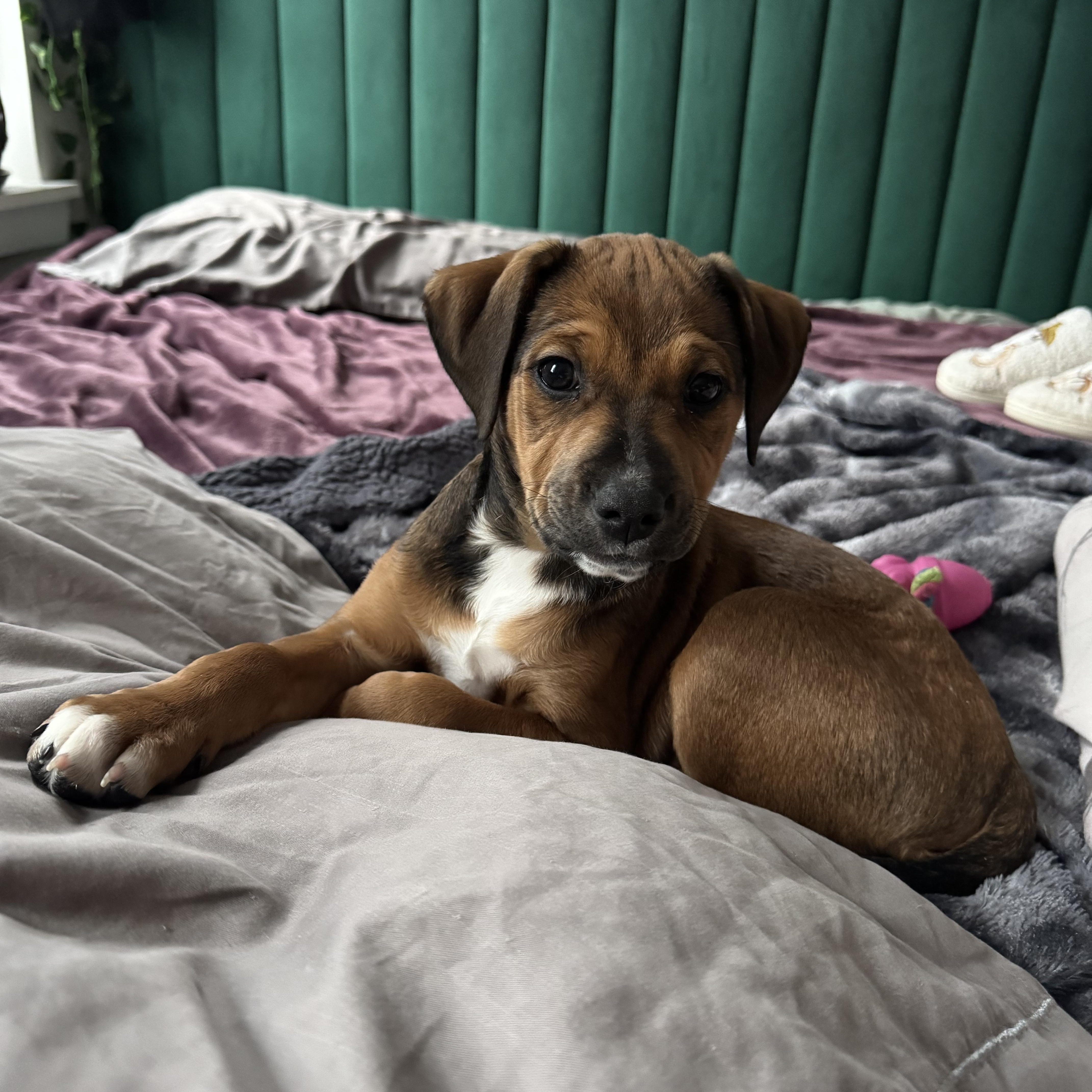 Enlarge Nala, an adopted mixed breed in Plymouth Meeting, PA image 1/6