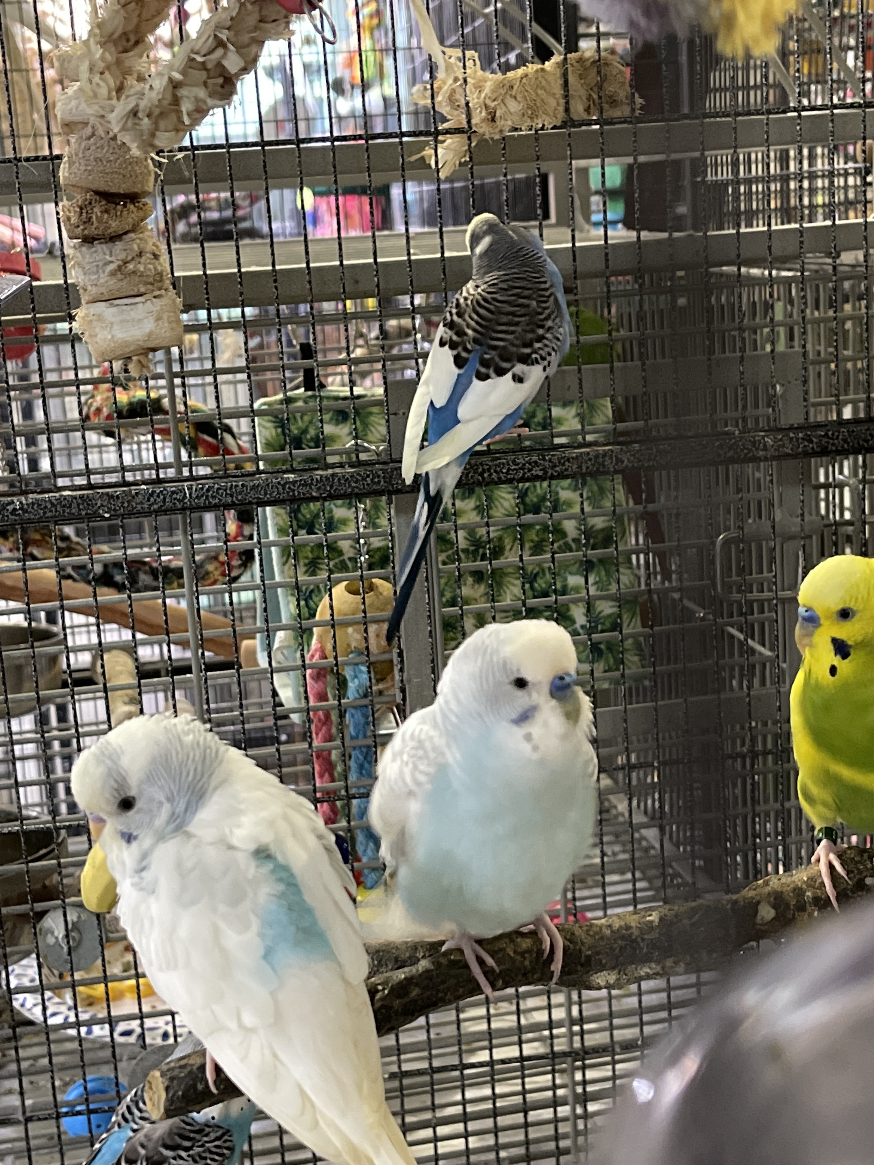 Budgies photo 2
