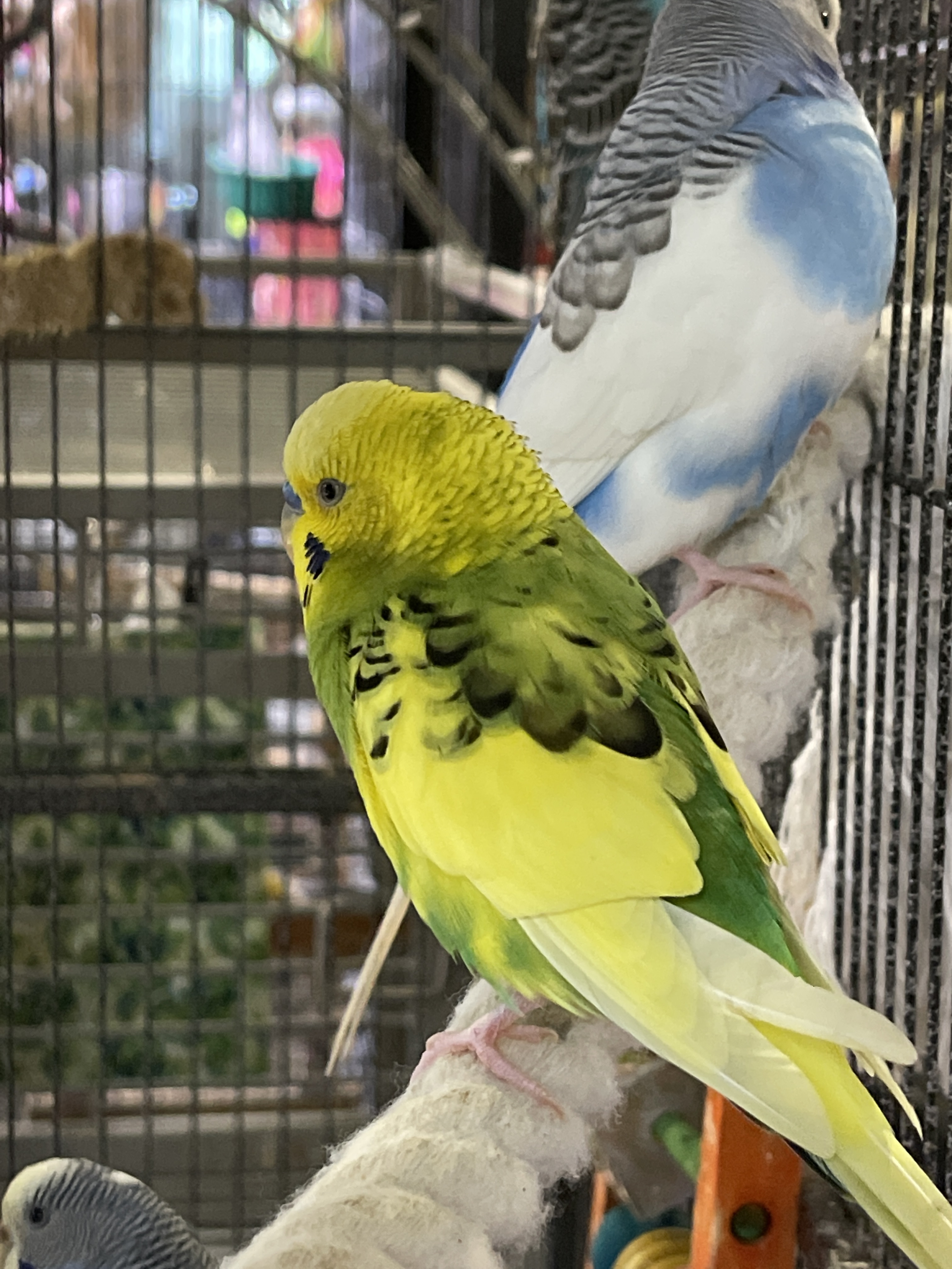 Budgies