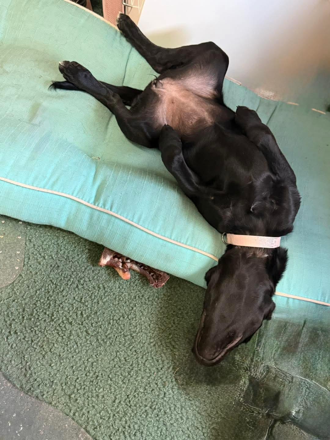 Onyx, a Adoptable mixed breed in Columbia, SC image 2/5