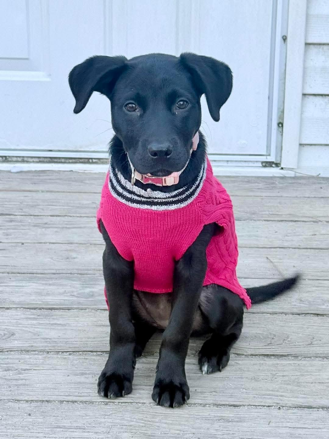 Onyx, Adoptable, Puppy Female Black Labrador Retriever.