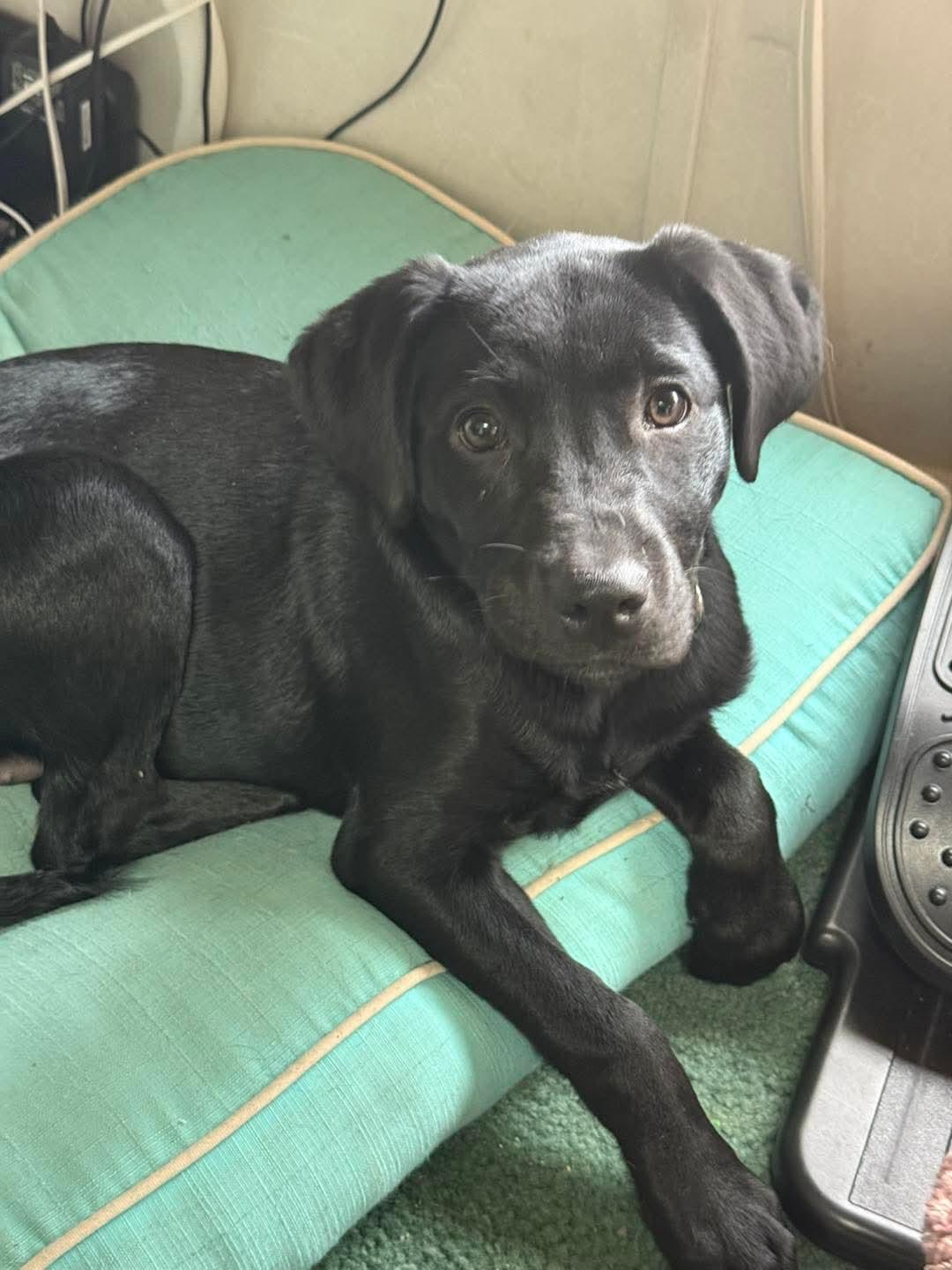 Onyx, a Adoptable mixed breed in Columbia, SC image 3/5