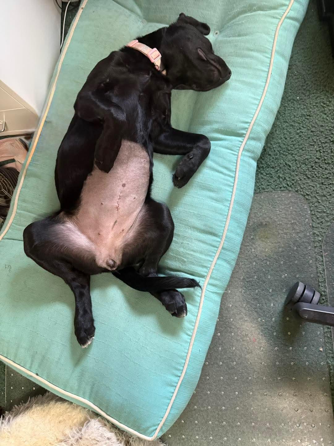 Onyx, a Adoptable mixed breed in Columbia, SC image 5/5