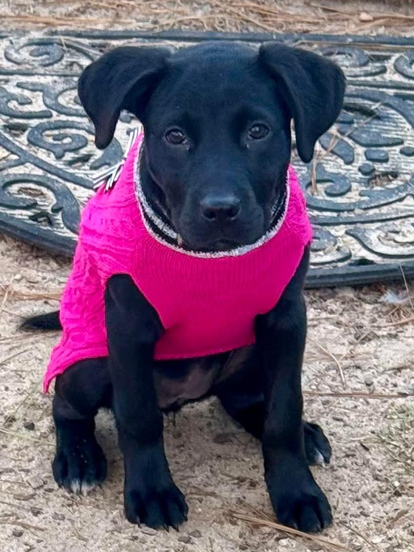 Onyx, a Adoptable mixed breed in Columbia, SC image 4/5