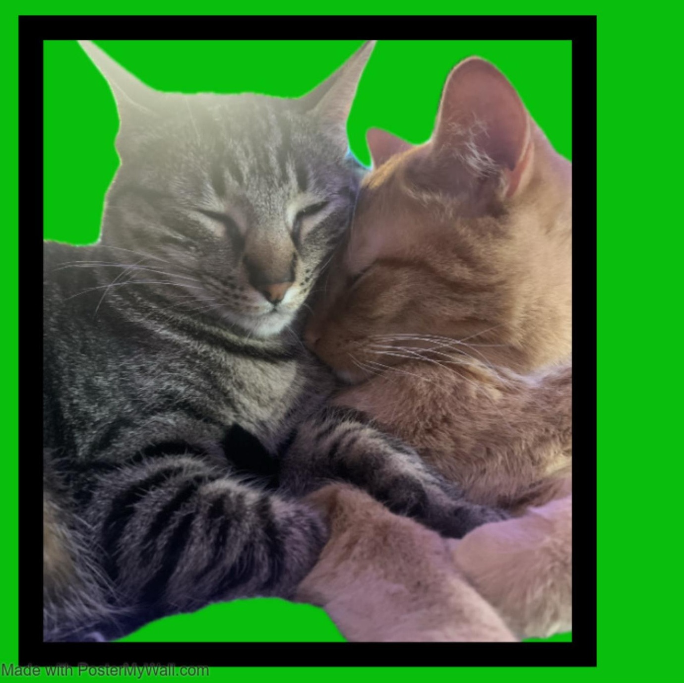 Enlarge CHEETO boy & CHAOS girl, a Adopted mixed breed in Hillsboro, OR image 1/5