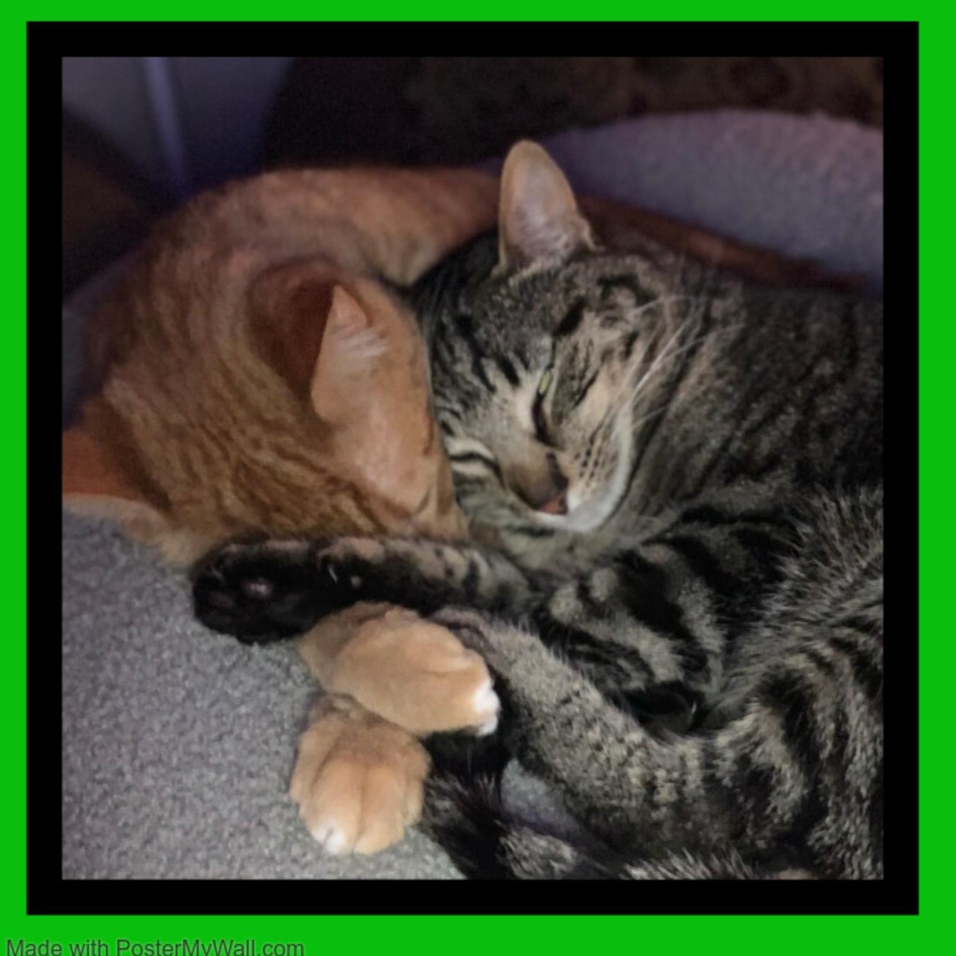 Enlarge CHEETO boy & CHAOS girl, a Adopted mixed breed in Hillsboro, OR image 2/5