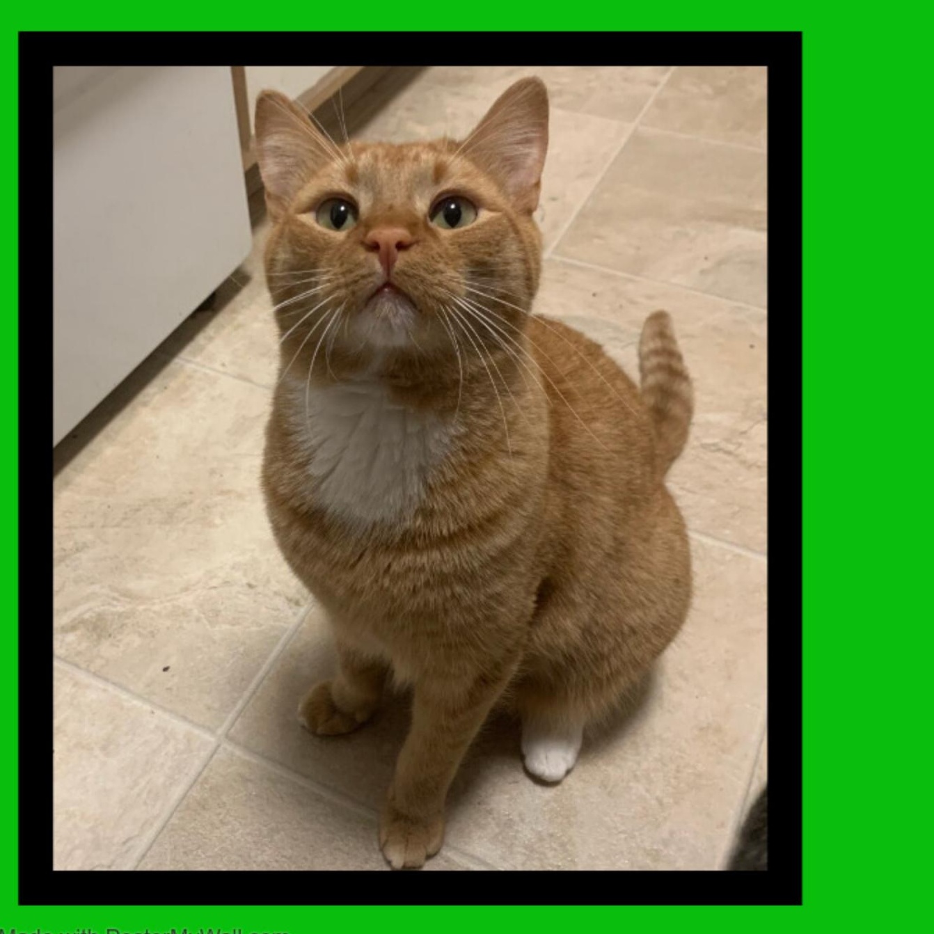 Enlarge CHEETO boy & CHAOS girl, a Adopted mixed breed in Hillsboro, OR image 3/5