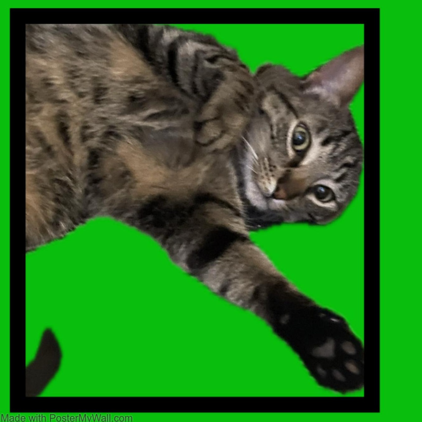 Enlarge CHEETO boy & CHAOS girl, a Adopted mixed breed in Hillsboro, OR image 4/5